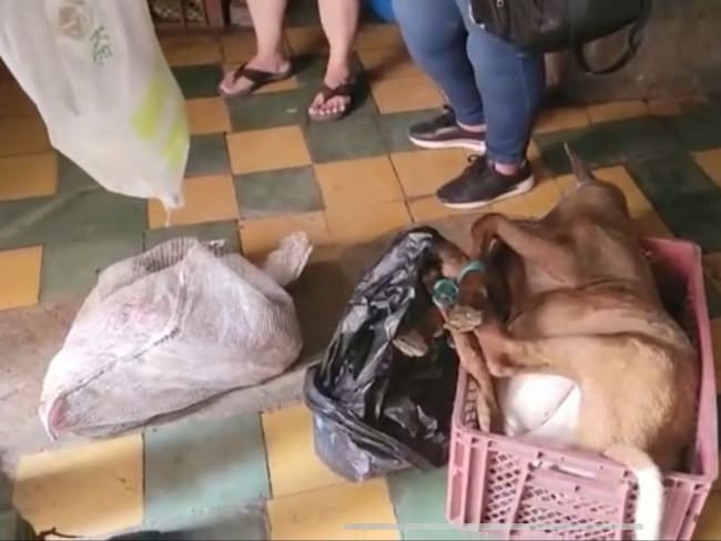 ¿Qué pasó con un restaurante chino en el que cocinaban en medio de las ratas?