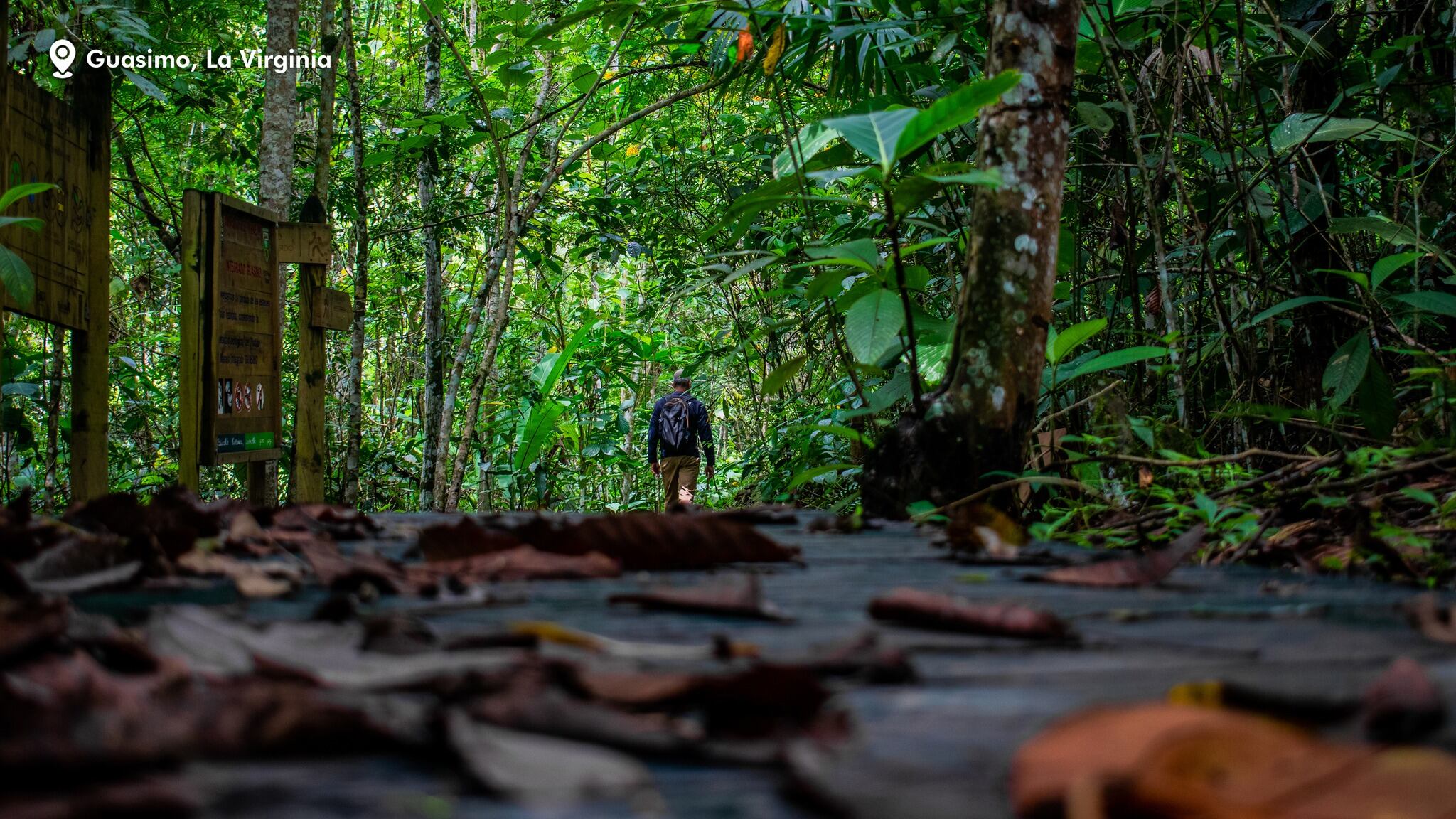 Sendero de Guasimo en La Virginia, Risaralda - Cotelco capítulo Risaralda.