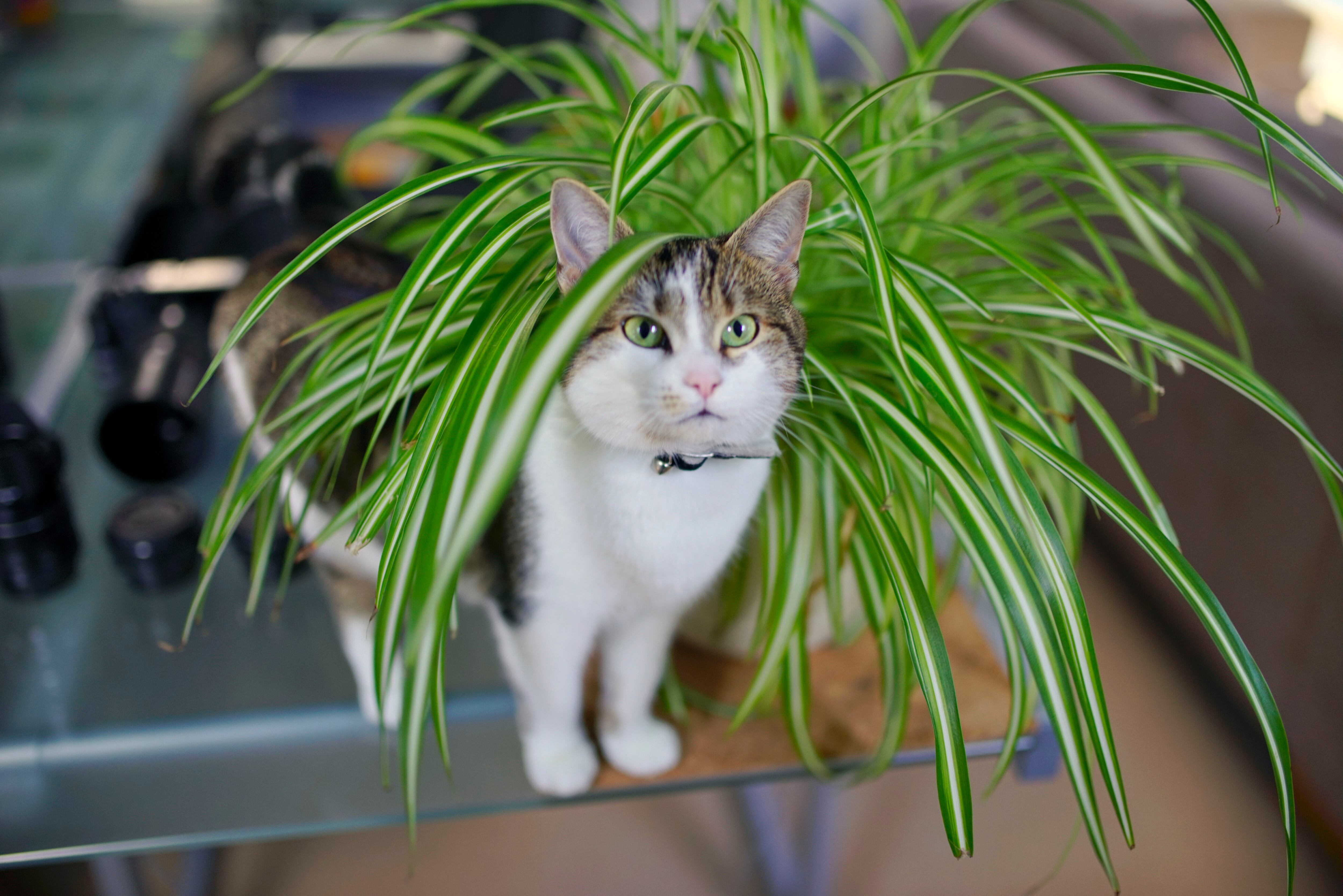 Gato estando de pie al lado de una planta 'mala madre' (Crédito: Getty Images)