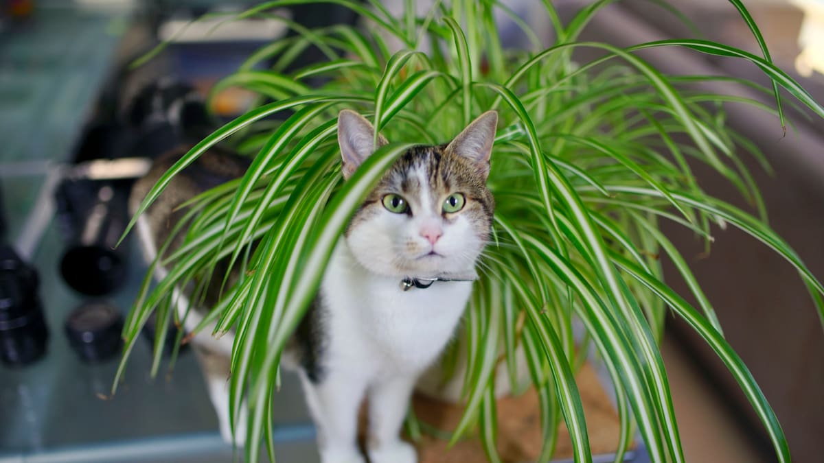 ¿Es bueno o malo? Esto significa tener una planta ‘mala madre’ en la casa: cuidados básicos y más