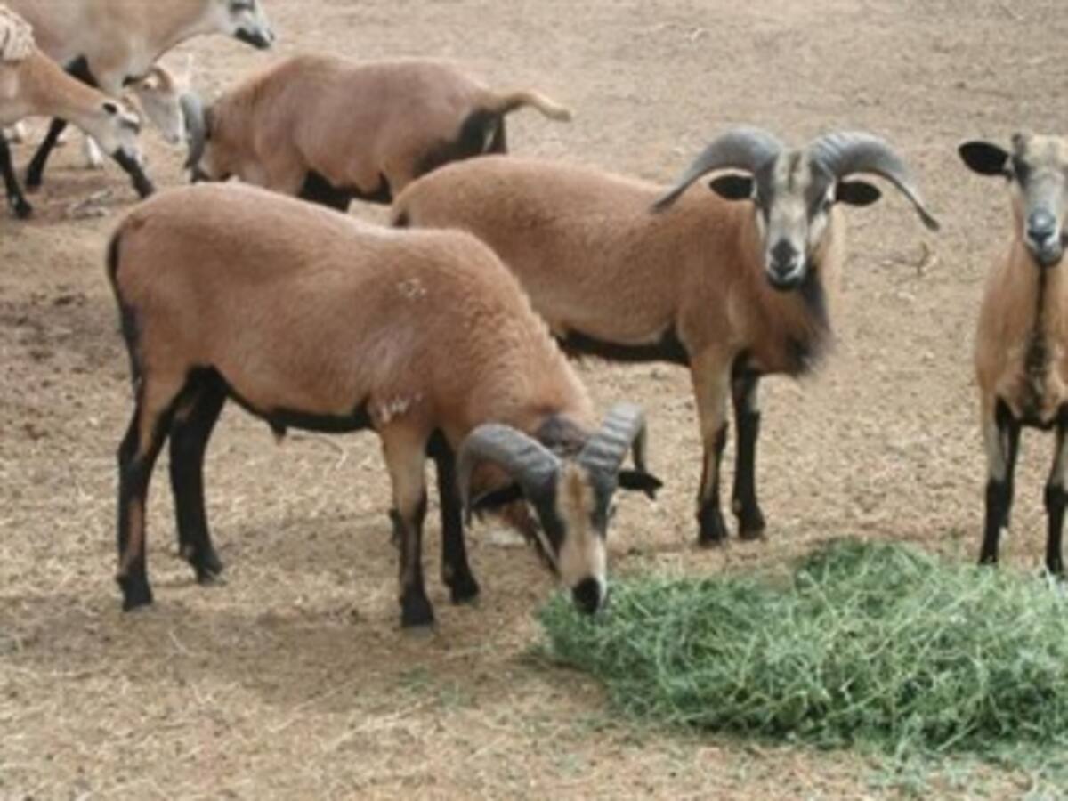 Comisión sanitaria analiza brote de carbunco en la Guajira