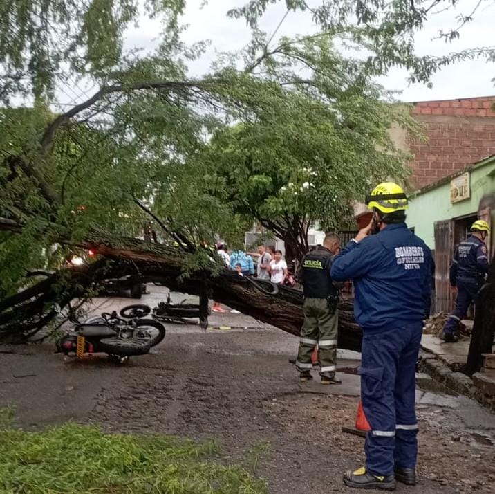 el retiro de este árbol y otros que puedan representar riesgos . Foto Redes Sociales.