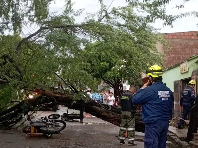 el retiro de este árbol y otros que puedan representar riesgos . Foto Redes Sociales.