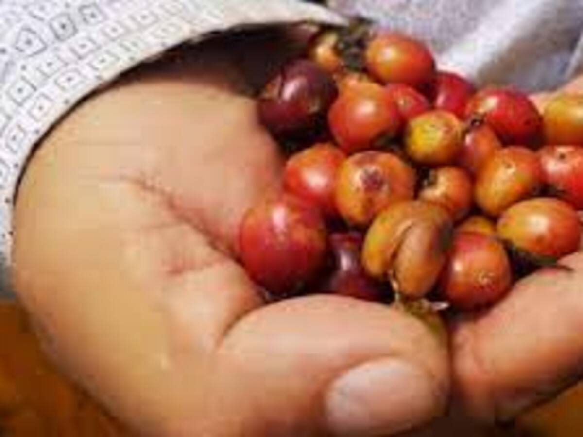 Cafeteros en Quindío reconocen que caída en producción impacta en la rentabilidad