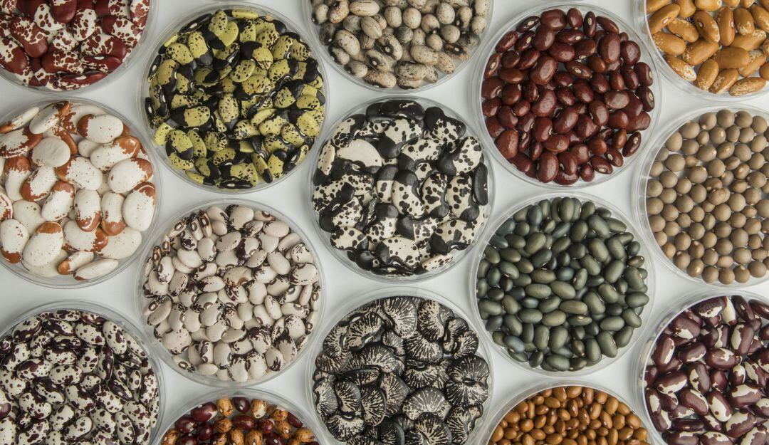 Colección de fríjoles en banco de semillas del CIAT