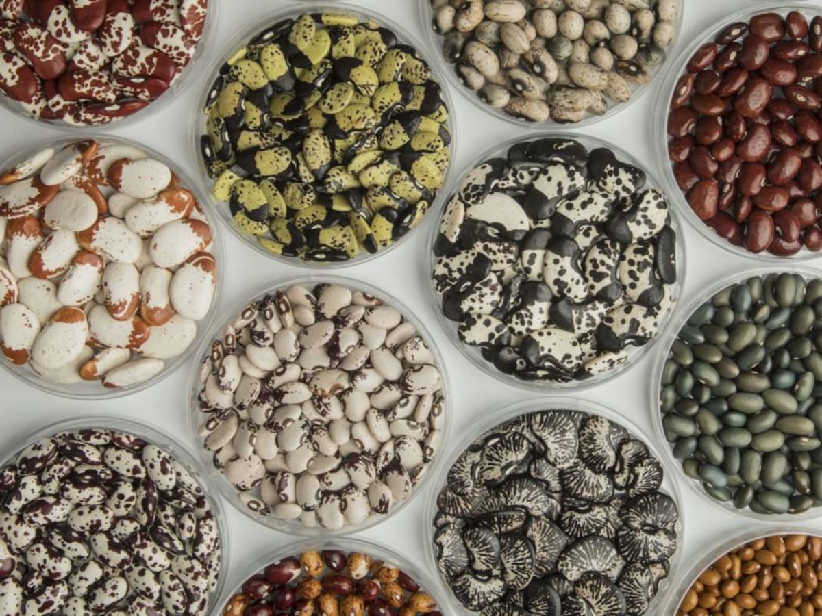 En marcha alianza para proteger la agrobiodiversidad colombiana