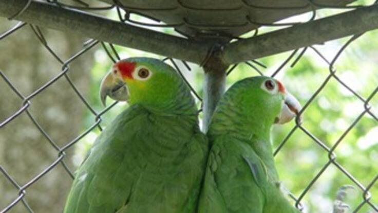 Claudia Brieva Directora de la unidad de rescate y Rehabilitación de animales Silvestres de la Universidad Nacional