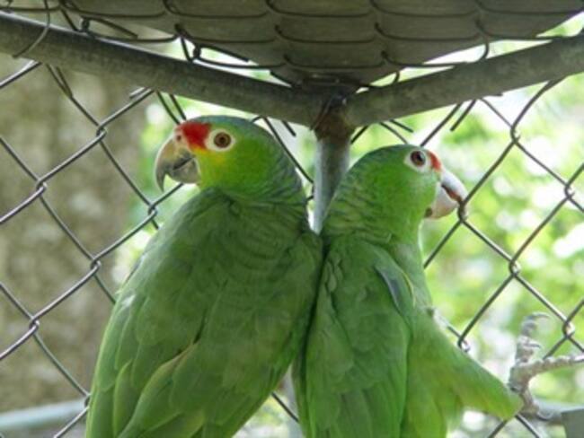 Claudia Brieva Directora de la unidad de rescate y Rehabilitación de animales Silvestres de la Universidad Nacional