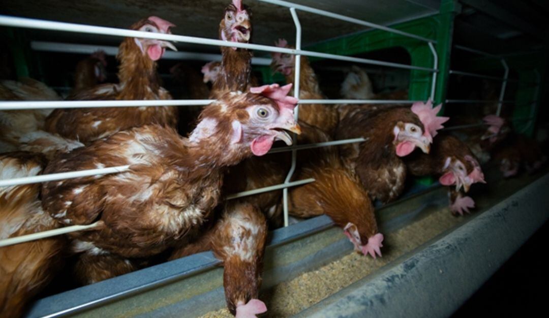 Aves enjauladas