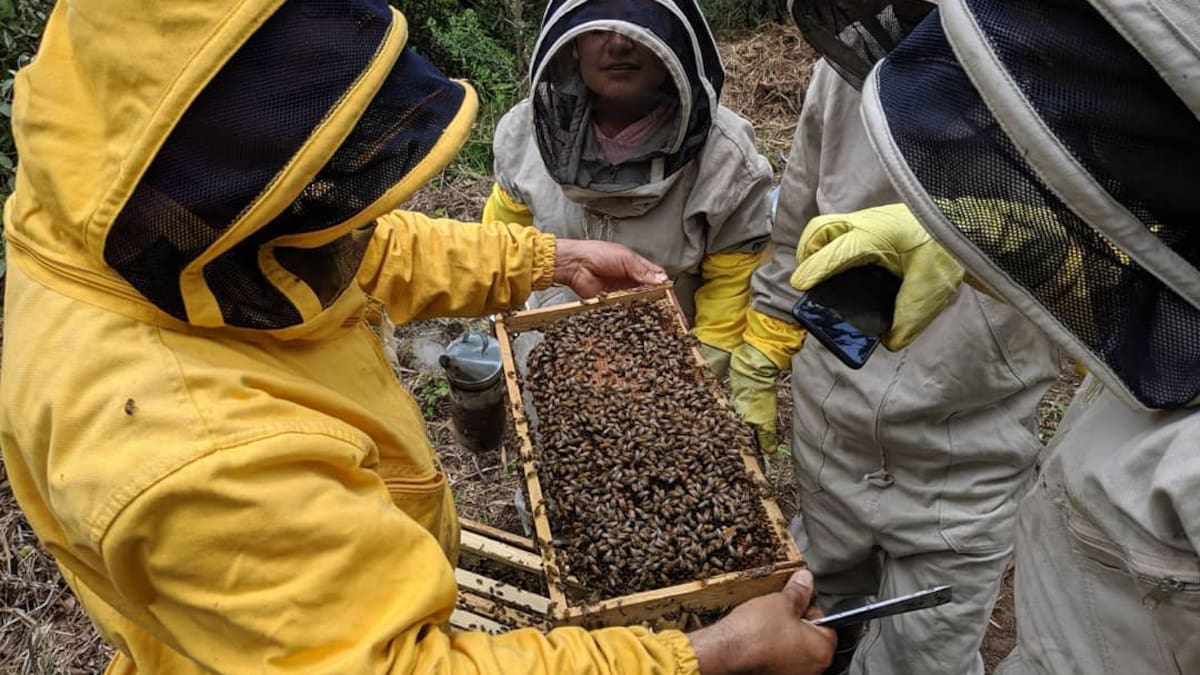 Miel de la Montaña: excombatientes endulzan la paz desde las alturas de Anorí