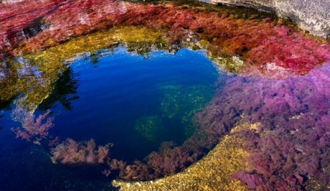 La Macarenia clavigera planta acuática endémica encargada de ofrecer el espectáculo de colores al rio