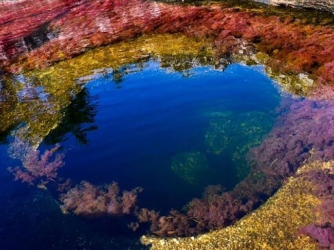 La Macarenia clavigera planta acuática endémica encargada de ofrecer el espectáculo de colores al rio