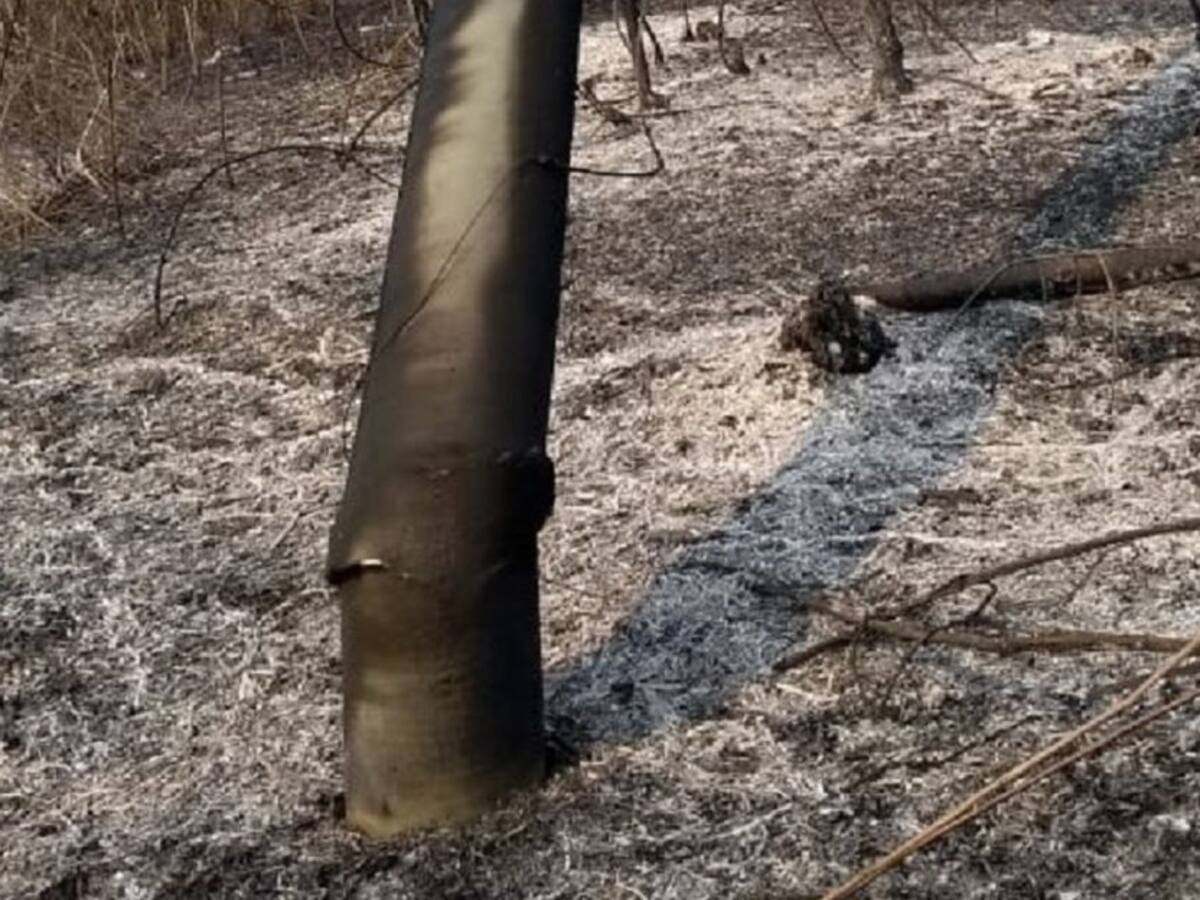 Incendios forestales afectan servicio de energía en San Jacinto, Bolívar