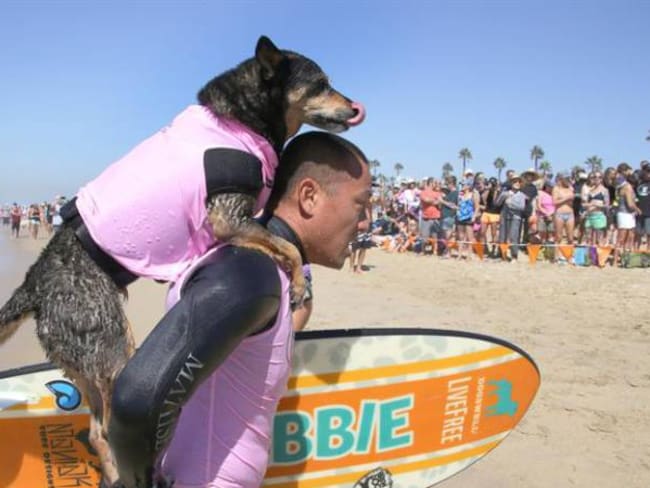 [Fotos] Surf City Dog: perros surfistas causan sensación en las playas de California