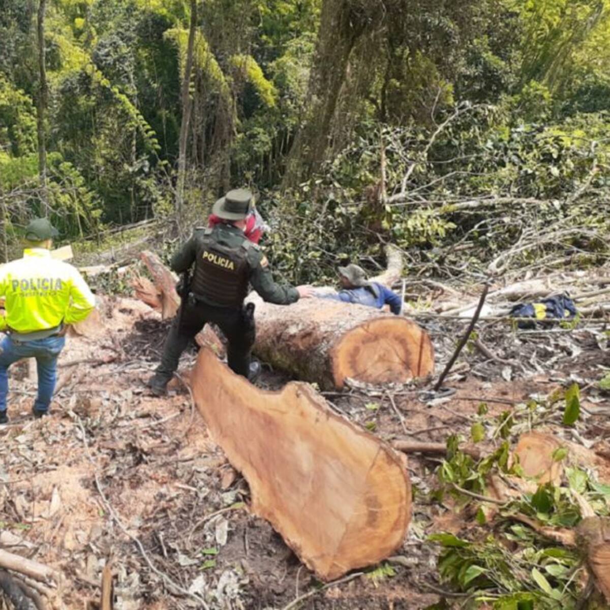 Detenidos en Villamaría por tala de árboles sin autorización