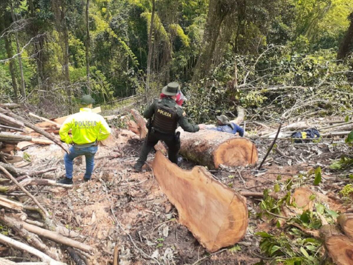 Detenidos en Villamaría por tala de árboles sin autorización