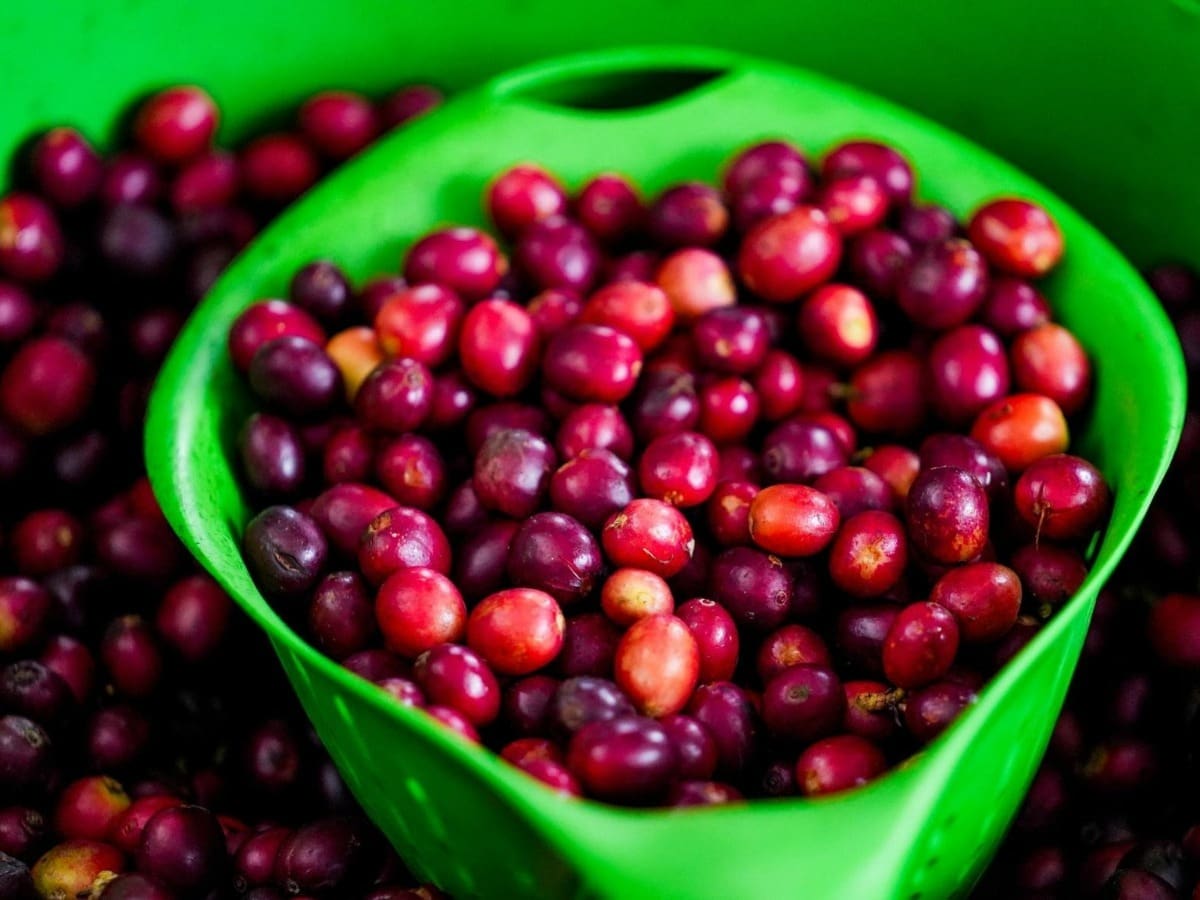 Cafeteros del Tolima denuncian presunta estafa masiva de un reconocido intermediario