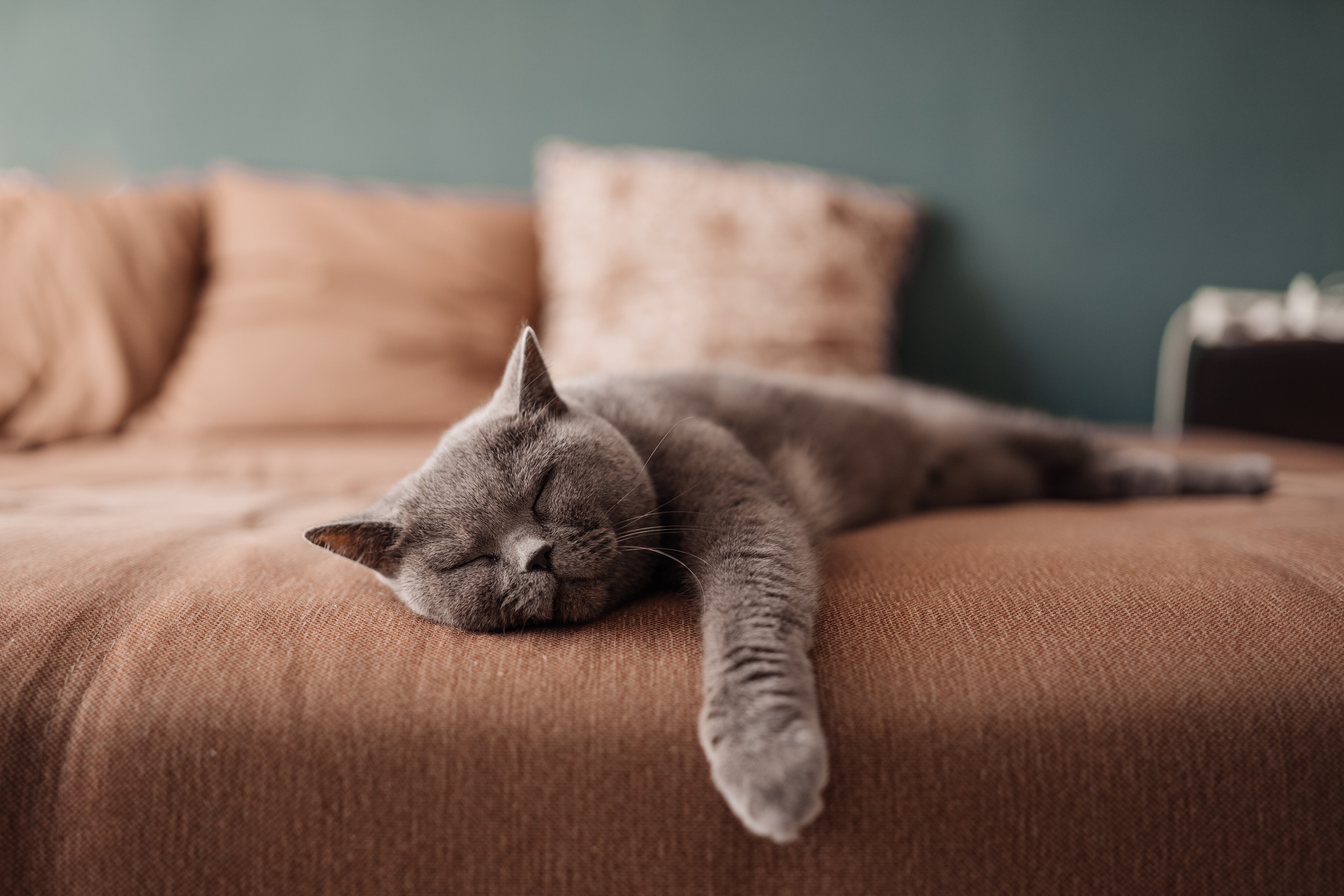 Gato gris de pelaje corto recostado durmiendo sobre una cama (Foto vía Getty Images)
