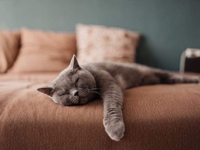 Gato gris de pelaje corto recostado durmiendo sobre una cama (Foto vía Getty Images)