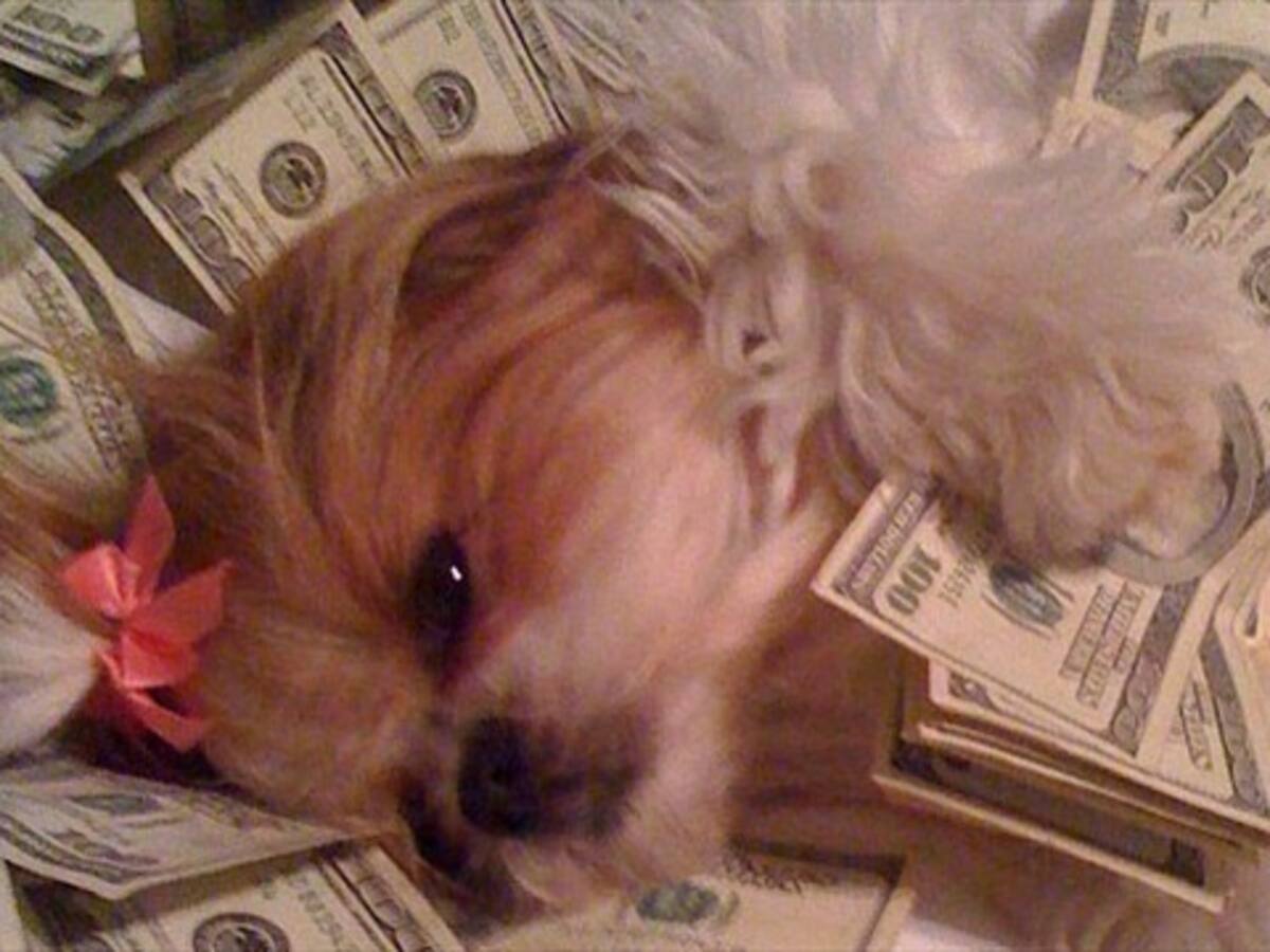 Perros millonarios muestran sus lujos en redes sociales