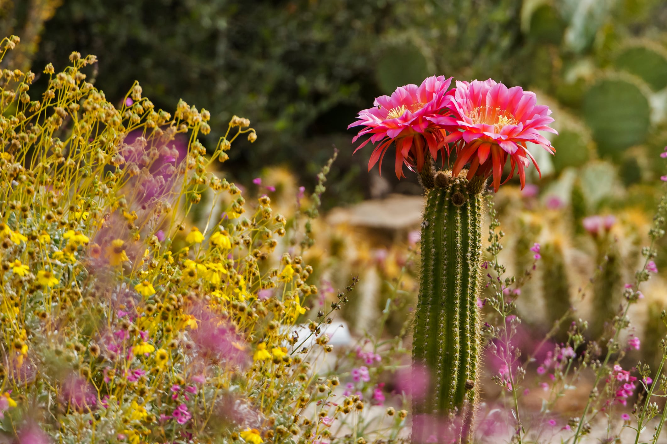 Cactus florecido en un campo abierto (Getty Images)