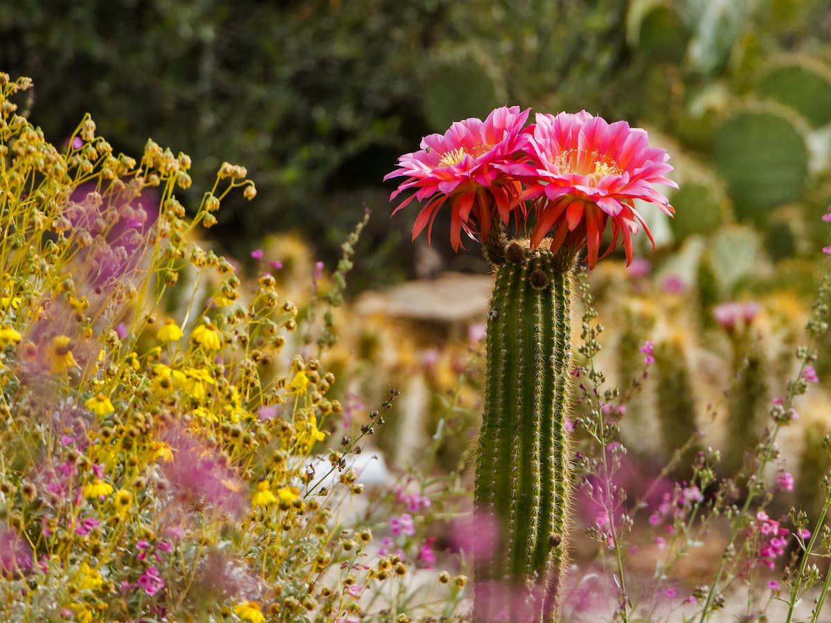 Qué significa cuando florece un cactus: lo hace después de muchos años
