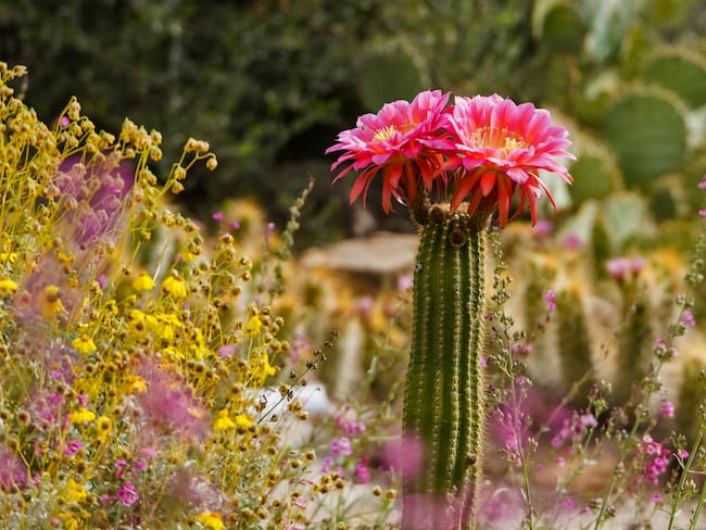 Cactus florecido en un campo abierto (Getty Images)