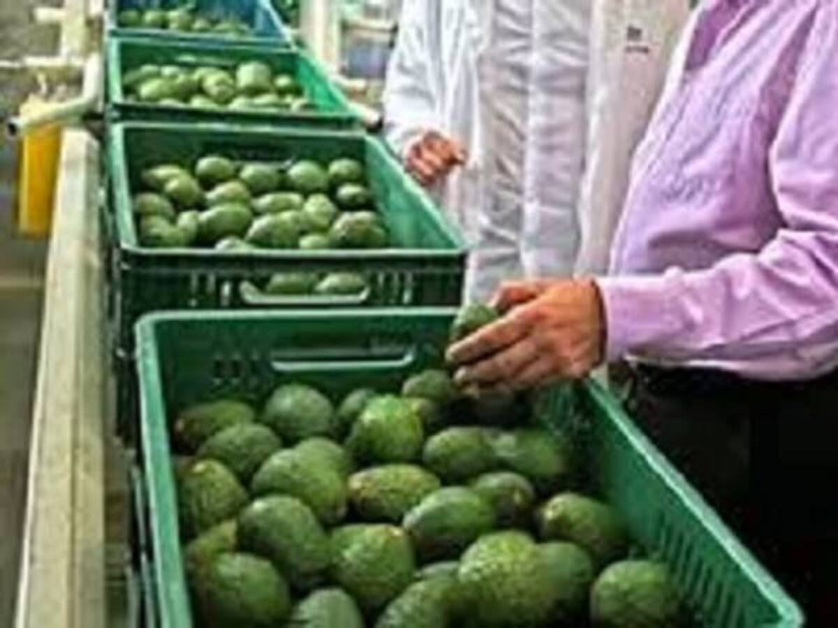 El primer cargamento de aguacate hass colombiano sale mañana para los EE.UU