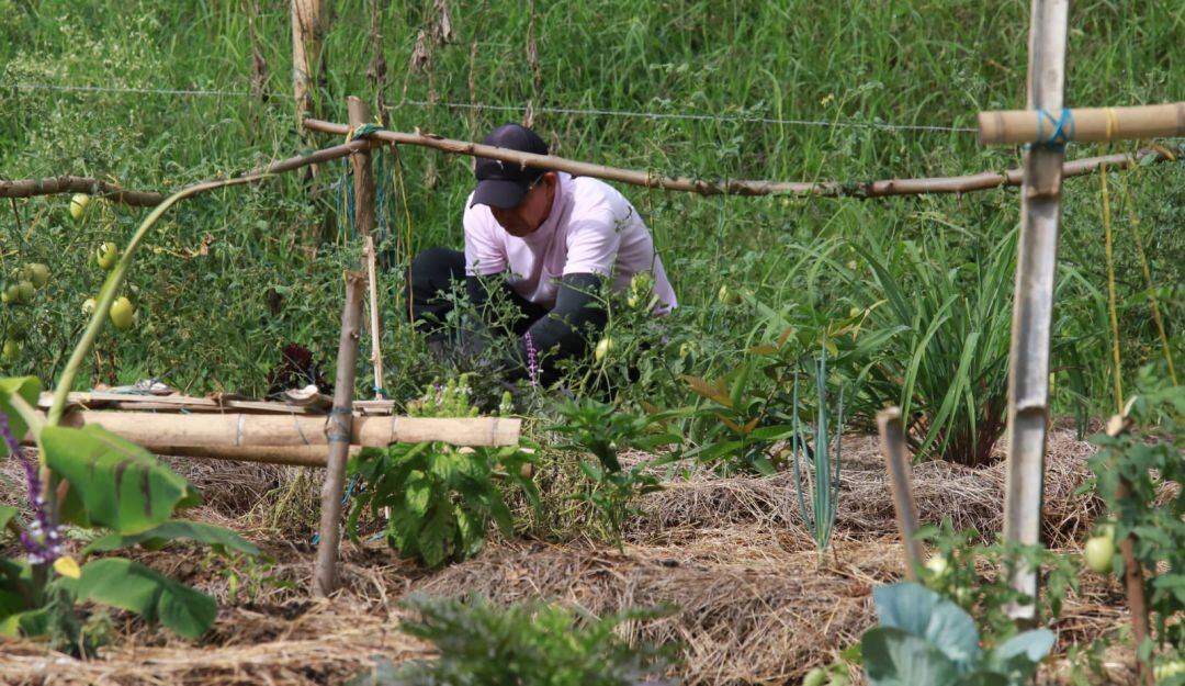 Huerta comunitaria en Jarillón del Río Cauca