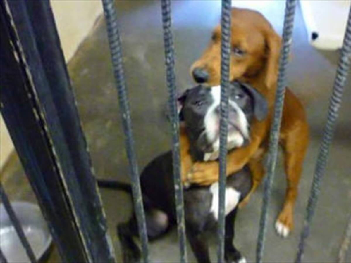 Dos 'perritas' se salvan de ser sacrificados por abrazarse