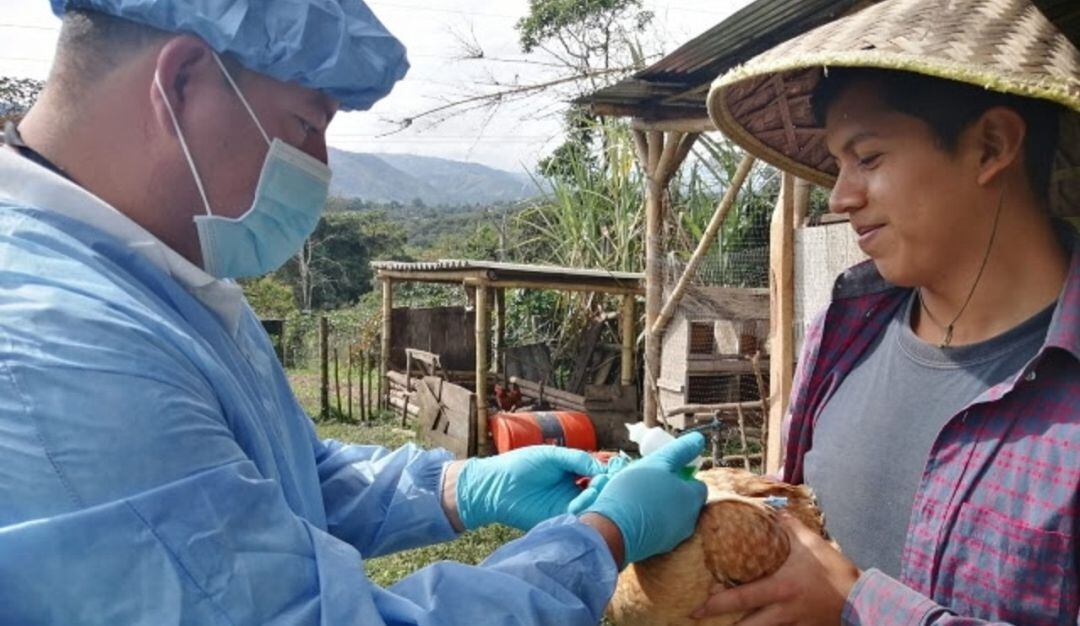Fenavi avanza con la vacunación en las zonas de protección, con una cobertura predial del 100% y una cobertura de aves del 95%, con más de 9.900 aves vacunadas en 500 predios.