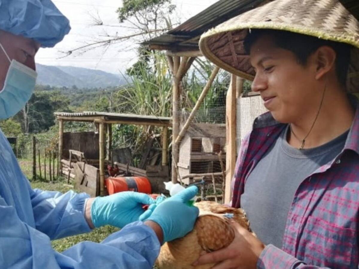 Emergencia sanitaria por casos de Newcastle en Cauca
