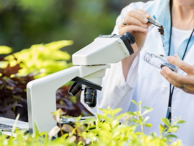 Polvo del Sahara pudo ser benéfico para la agricultura