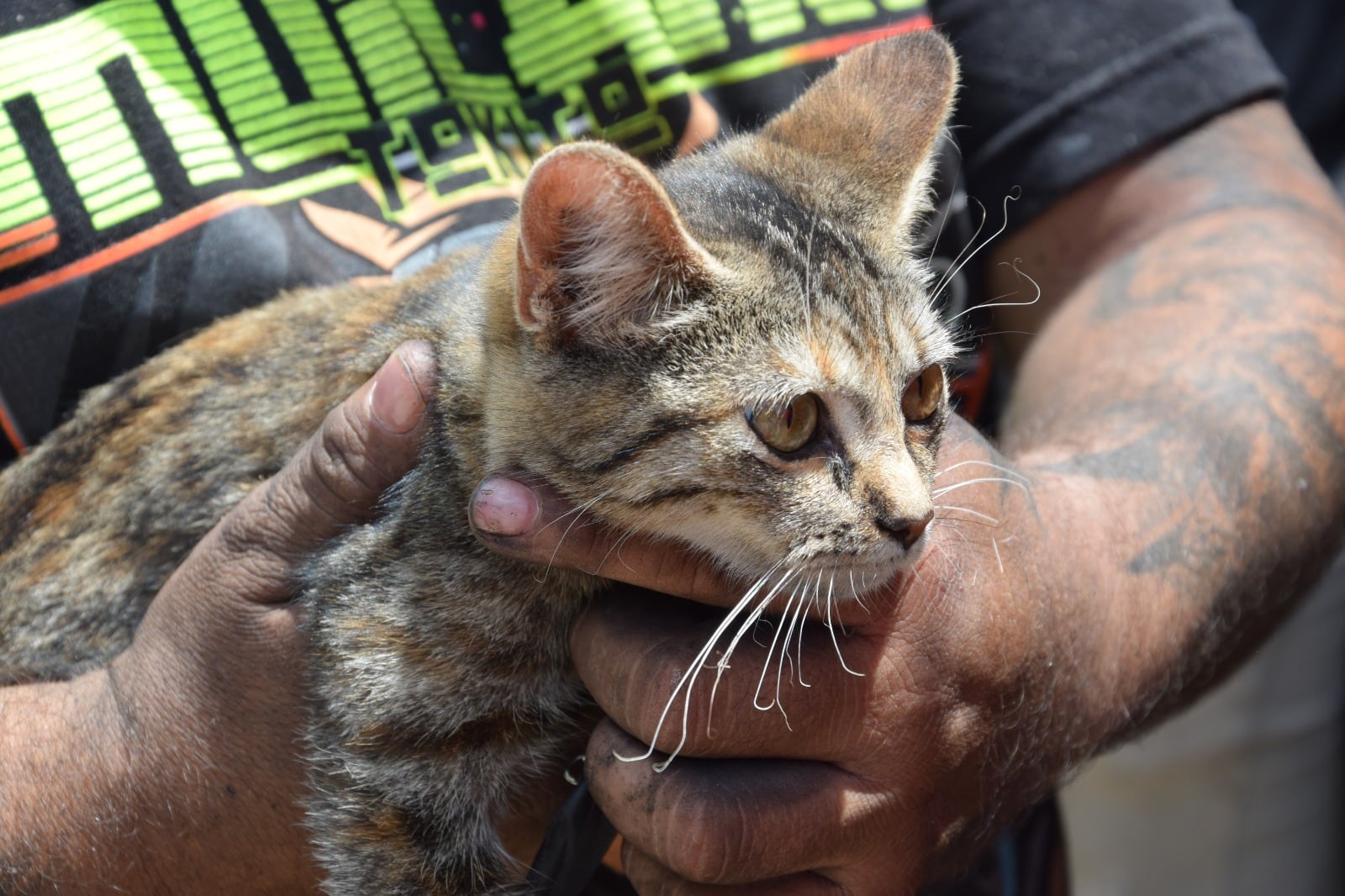 Uno de los gaticos rescatados en medio del incendio que se registró en Armenia. Foto: Cortesía Alcaldía de Armenia