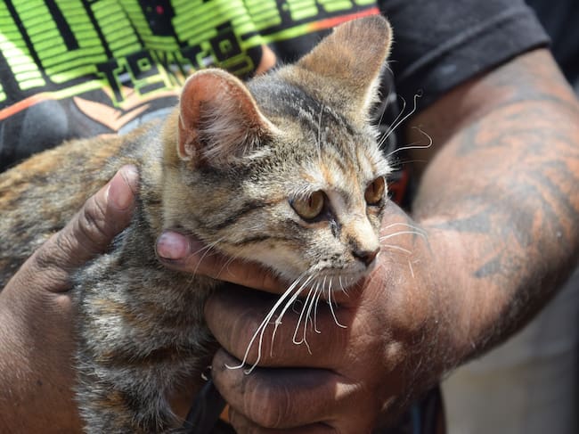 Uno de los gaticos rescatados en medio del incendio que se registró en Armenia. Foto: Cortesía Alcaldía de Armenia