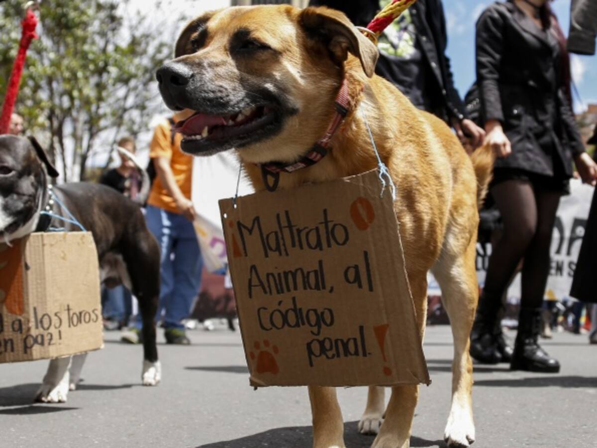 Corte Constitucional revivirá debate sobre derechos de los animales