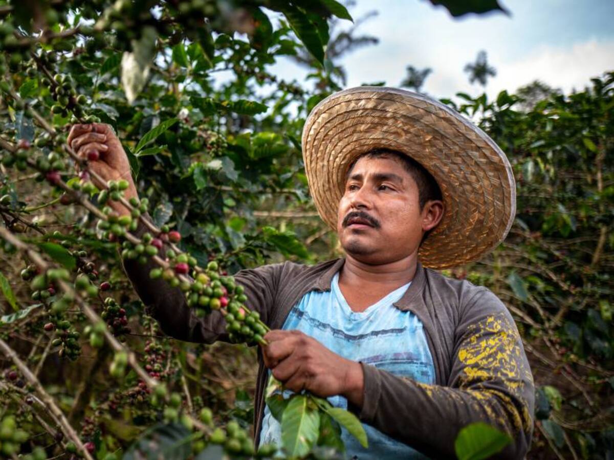 Este miércoles carga de café alcanzó histórico máximo de $2'307.000