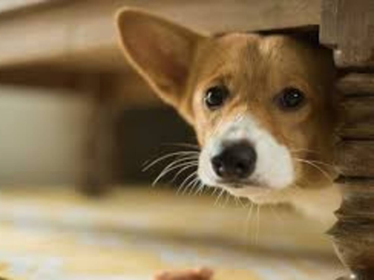 En Navidad aumenta el riesgo para mascotas por pólvora, ruidos extremos y abandonos en Neiva.