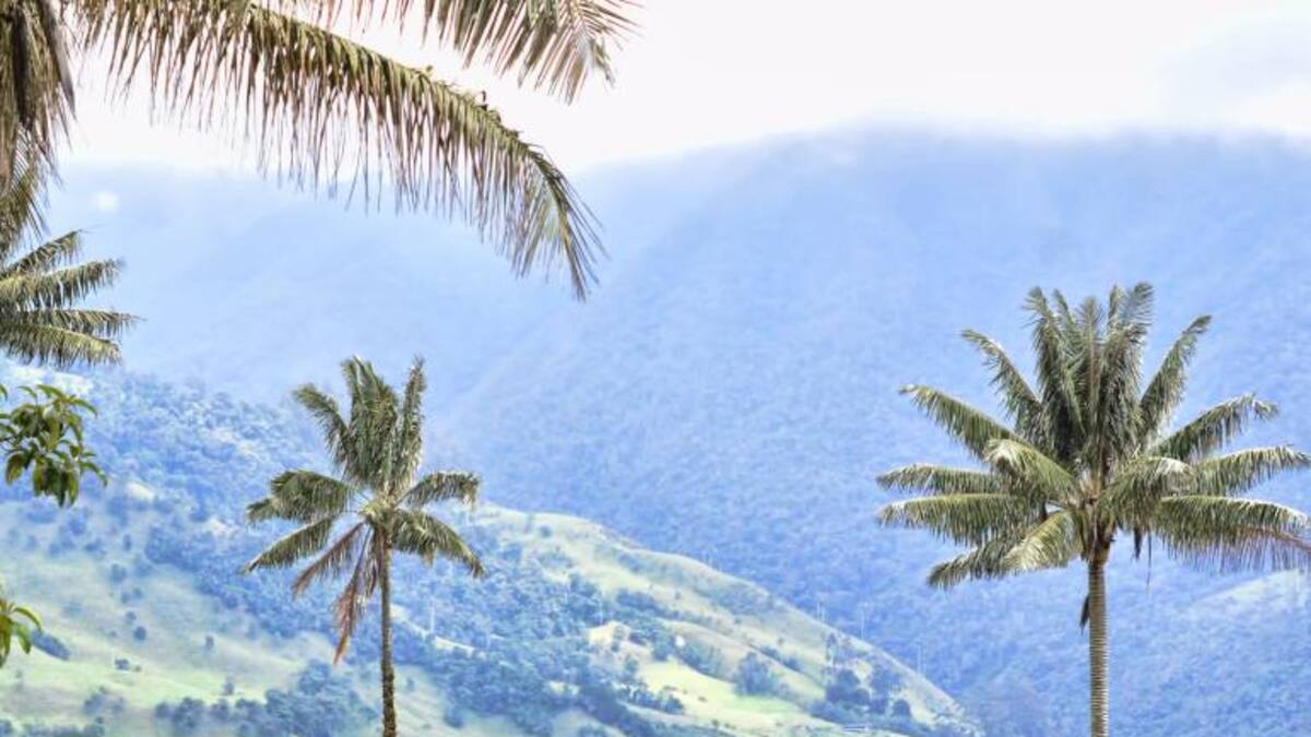 Minminas negó que haya permisos mineros en el Valle del Cocora, santuario de la palma de cera