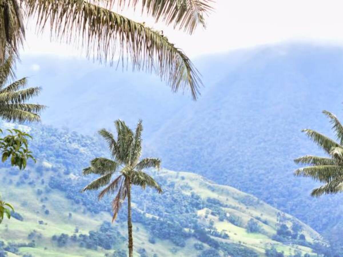 Minminas negó que haya permisos mineros en el Valle del Cocora, santuario de la palma de cera