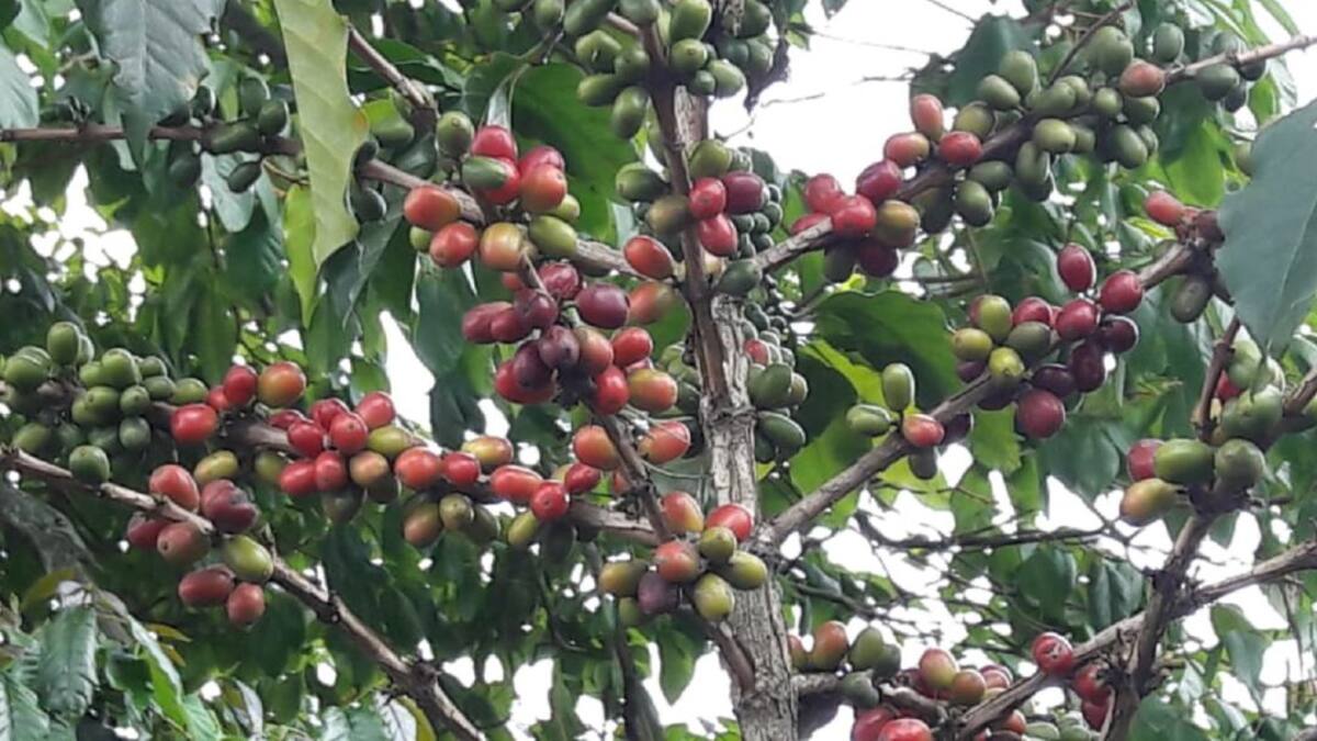 Faber Buitrago, cafetero del Quindío