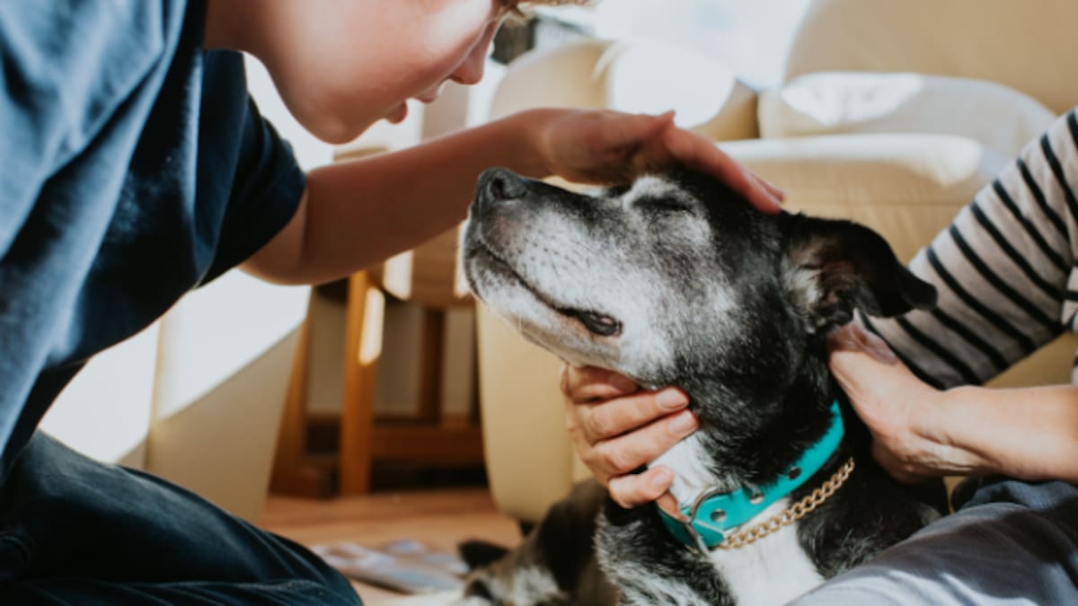 Razones por las que no debería soplarle la nariz a un perro, según expertos