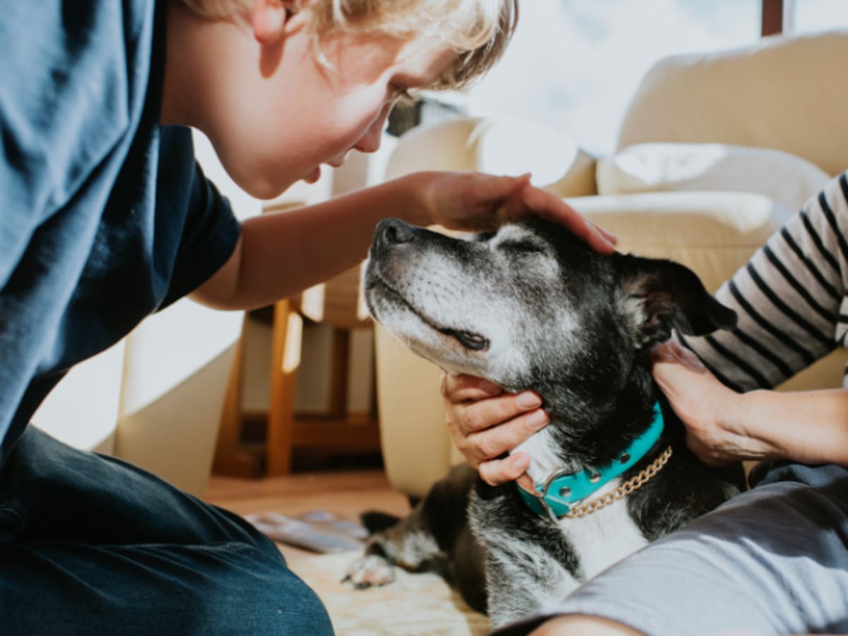 Razones por las que no debería soplarle la nariz a un perro, según expertos