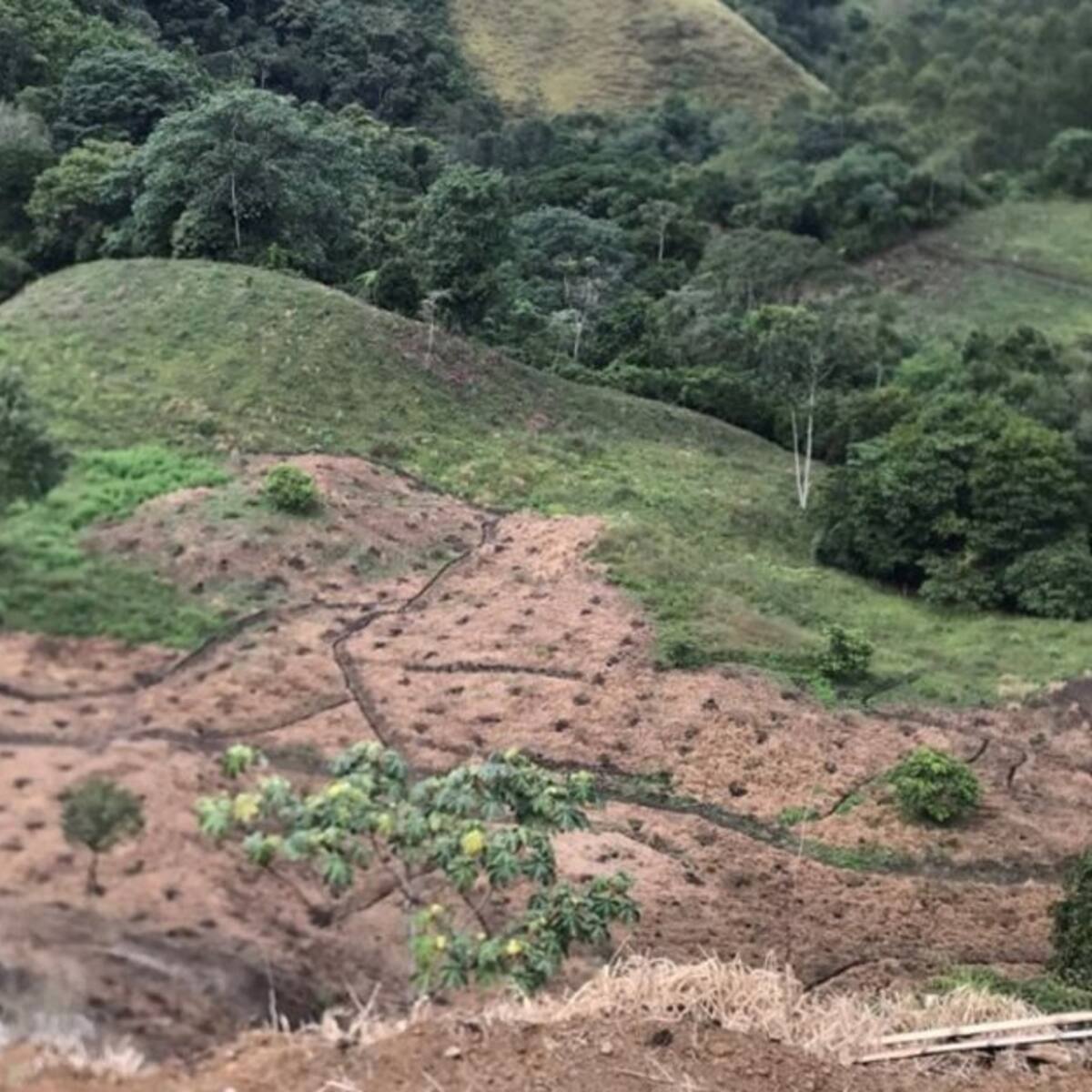 En Quindío avanzan 20 procesos sancionatorios por cultivos de aguacate hass