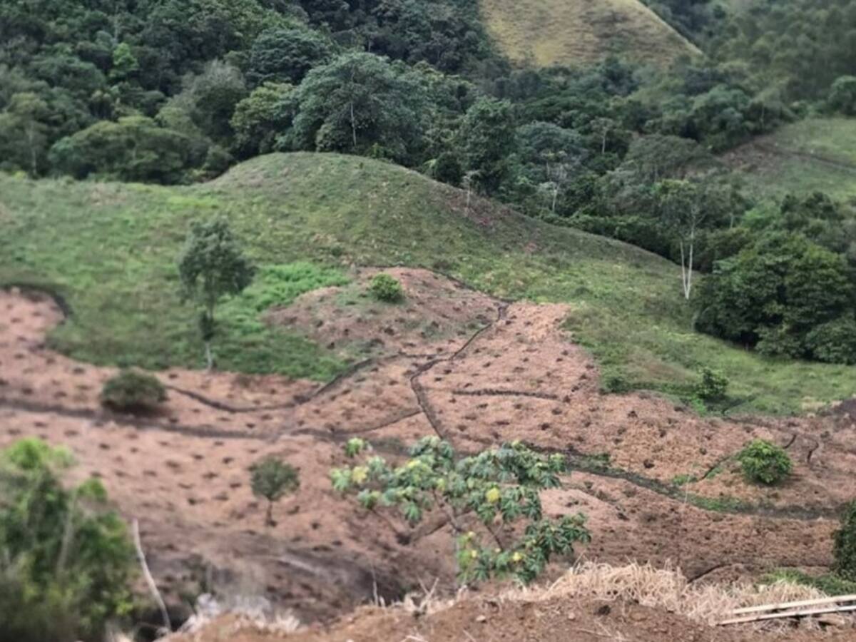 En Quindío avanzan 20 procesos sancionatorios por cultivos de aguacate hass