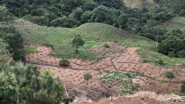 Informe aguacate hass