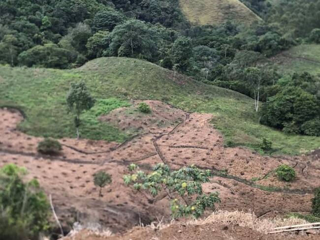 Informe aguacate hass