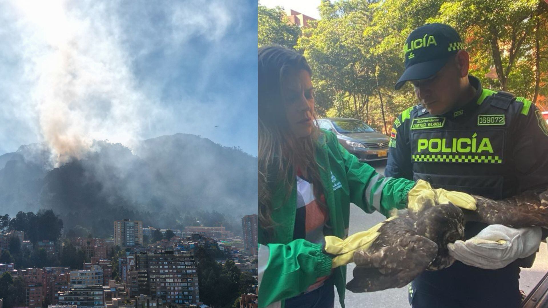 Desde Carabineros encontraron a un búho que huyó a causa de los incendios forestales en los cerros orientales / Cortesía: X / @Ambientebogota