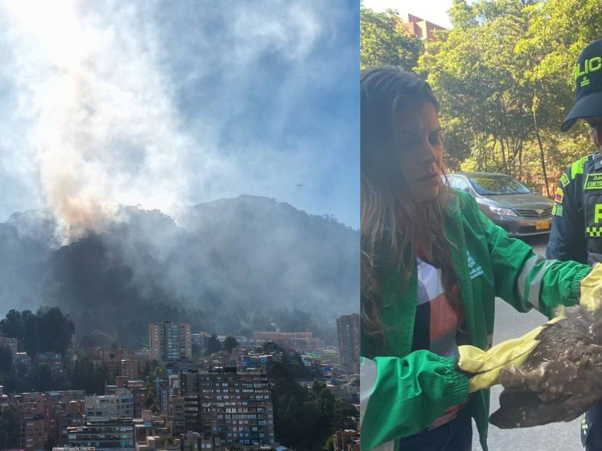 Incendios en Bogotá: tome nota de las líneas de atención para ayudar a animales silvestres