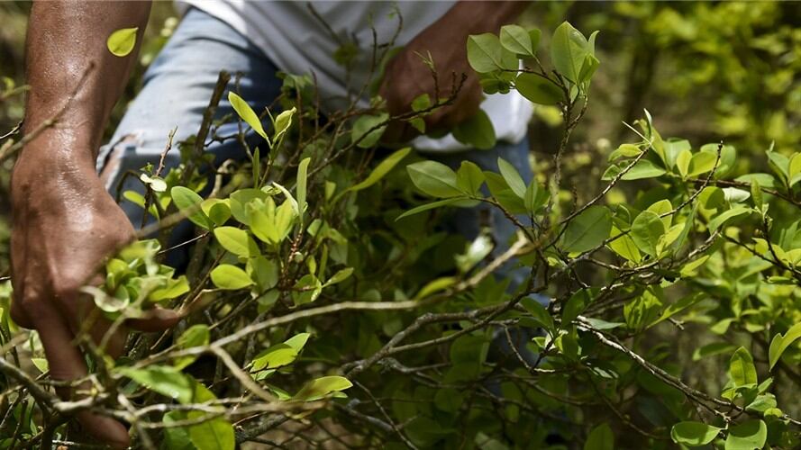 Corregimiento de Pachelli en Tibú quiere ser pionero en erradicación voluntaria. Foto: Getty Images